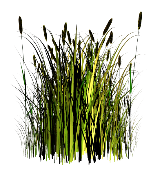 Камыш на белом фоне