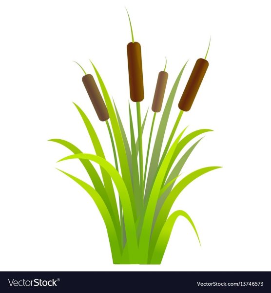 Камыш для детей