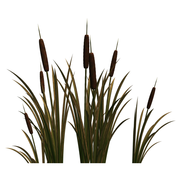 Камыш на белом фоне
