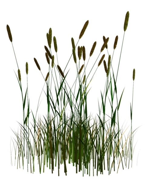 Травка камышом