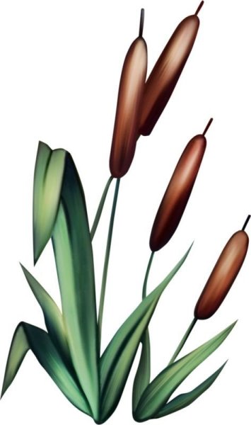 Камыш для детей