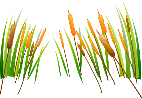 Камыши клипарт
