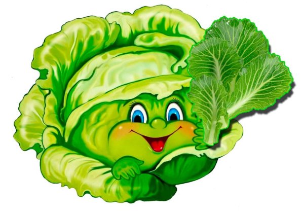 Капуста рисунок