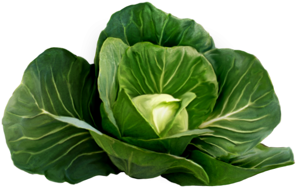 Капуста белокочанная вектор