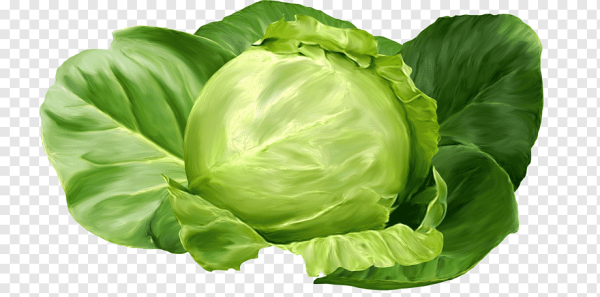 Капуста на белом фоне
