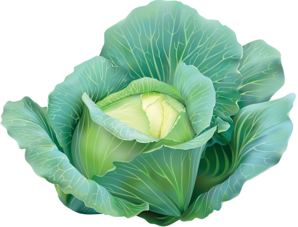 Кэбидж Cabbage