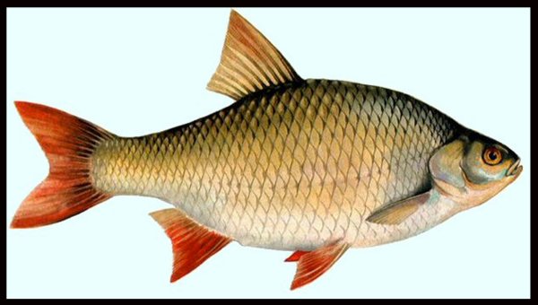 Красноперка или плотва