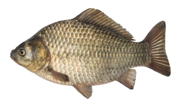 Карасик на белом фоне