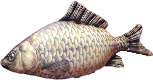 Карп без фона