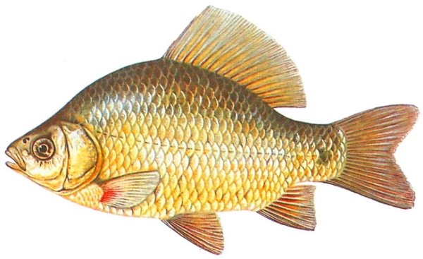 Карась на прозрачном фоне
