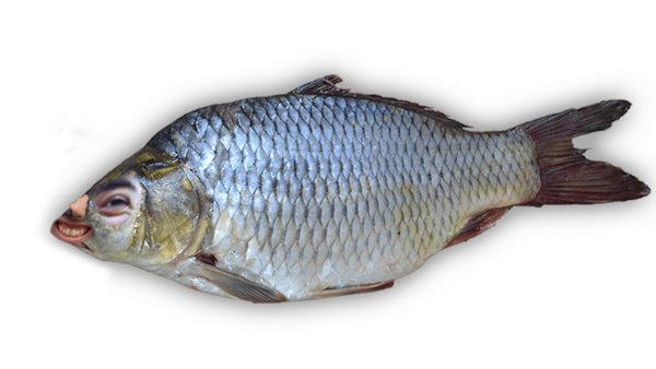 Карась на прозрачном фоне