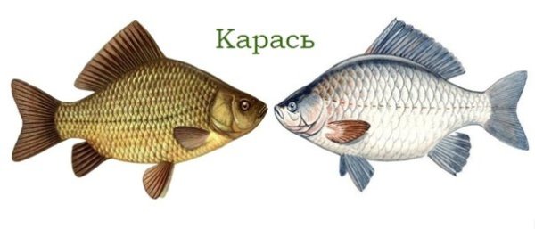 Караси Пресноводные рыбы
