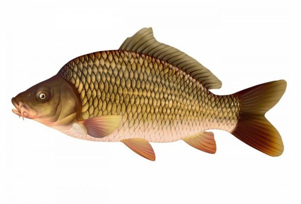 Карп для детей