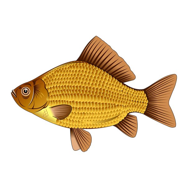 Золотой карась