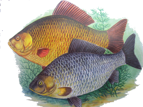 Карпообразные рыбы карась