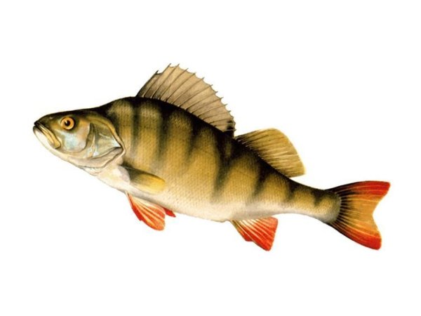 Рыба ёрш и окунь