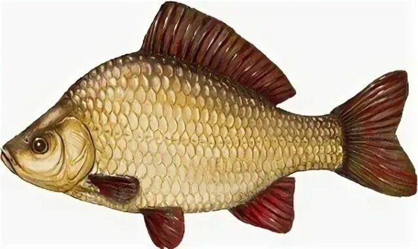 Красный горбатый карась