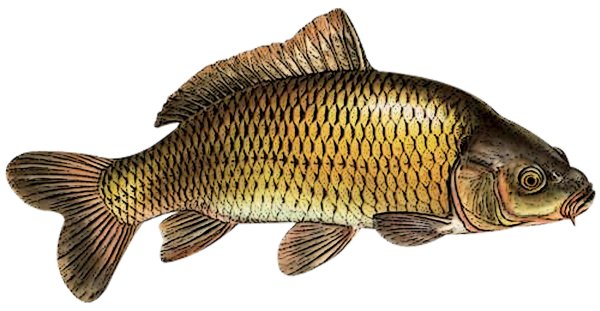 Речная рыба на белом фоне