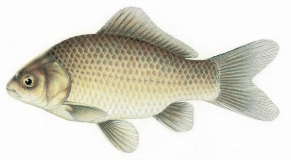 Карась для детей