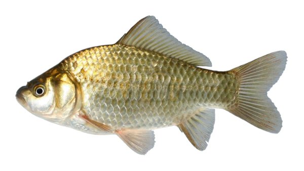Карась на прозрачном фоне