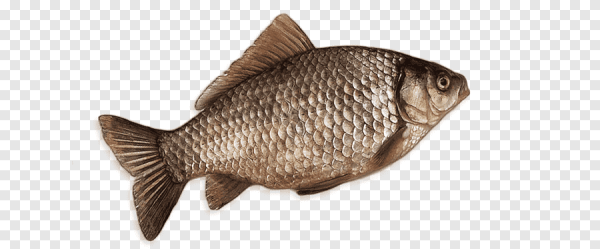 Карась для фотошопа