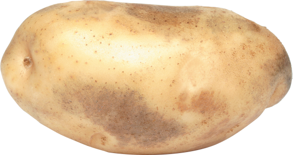 Картошка на прозрачном фоне