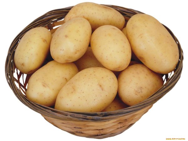 Сорт картофеля Латона