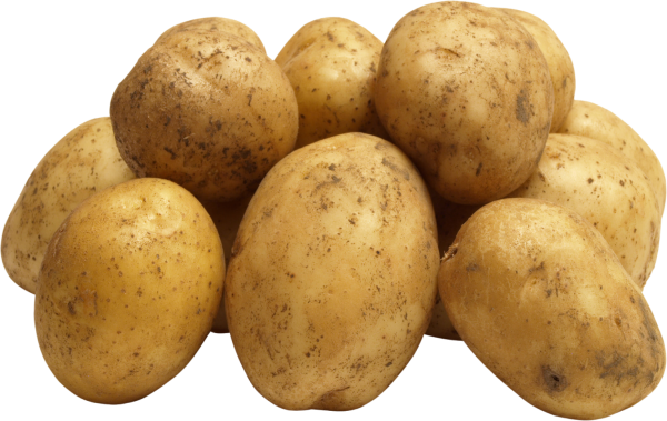 Картофель 'Russet Burbank'
