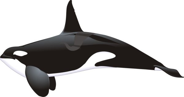 Касатка для детей