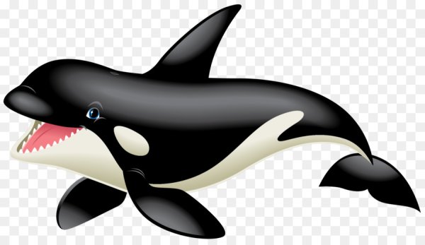 Касатка вектор