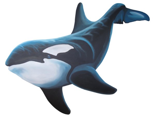 Касатка на белом фоне