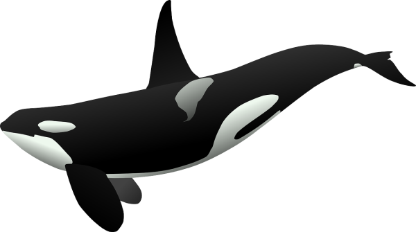 Orca Size