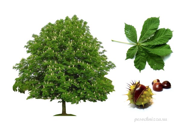 Каштан дерево