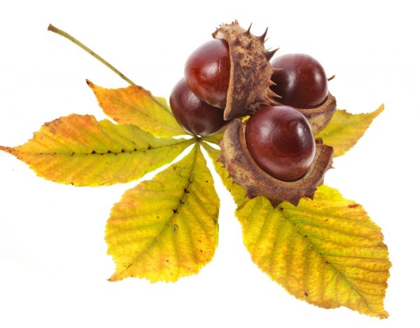 Ветка каштана