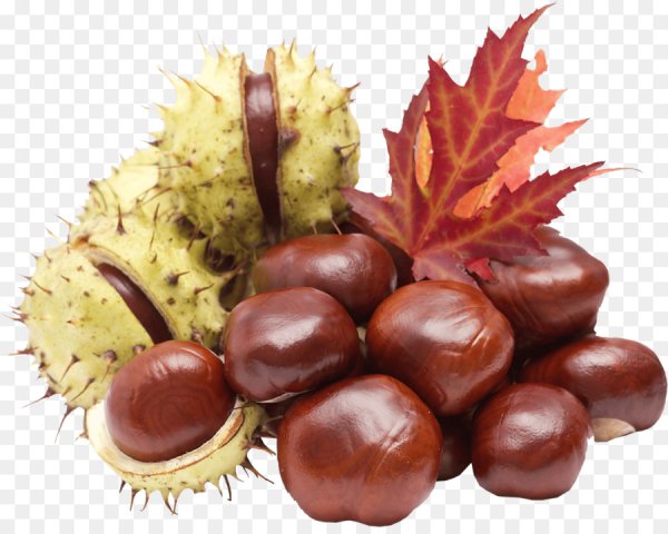 Каштан плод на белом фоне