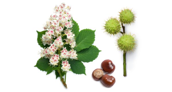 Цветущий каштан на белом фоне