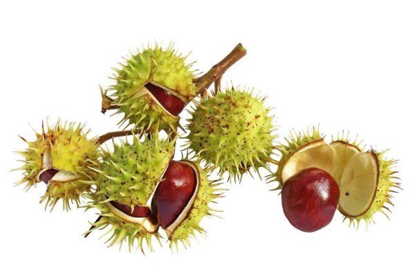 Картинка плоды каштана для детей на прозрачном