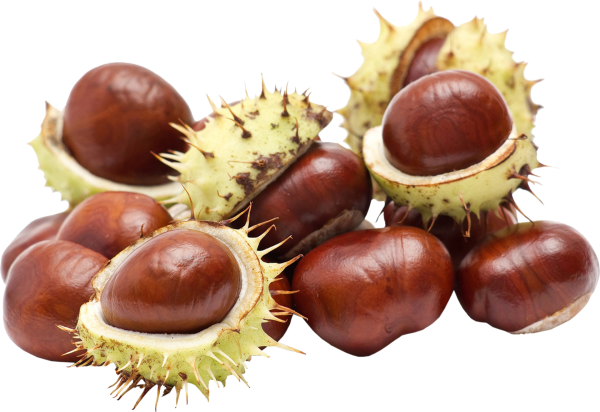 Каштан конский орех