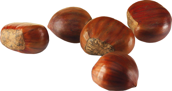 Каштан для детей