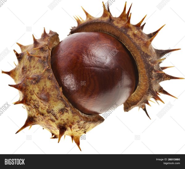 Каштан плод на белом фоне