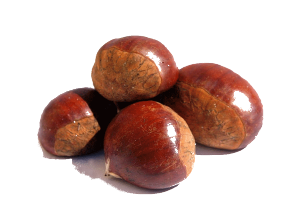 Каштан без фона