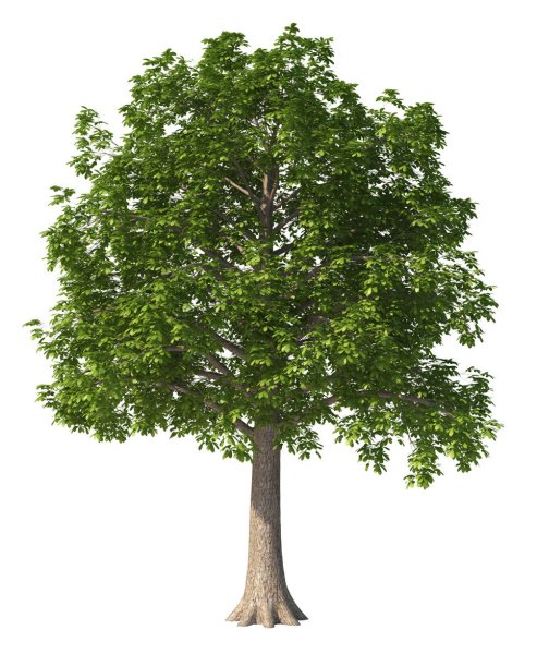 Каштан для дошкольников