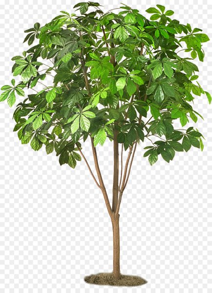 Каштан декоративный комнатный