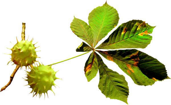 Конский каштан плоды и листья