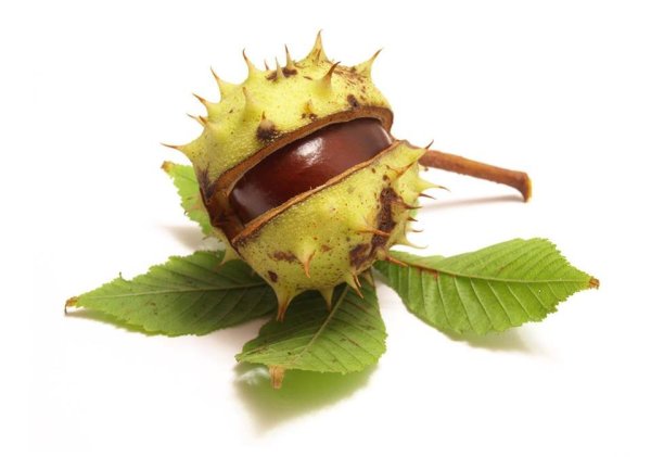 Каштан плоды для детей