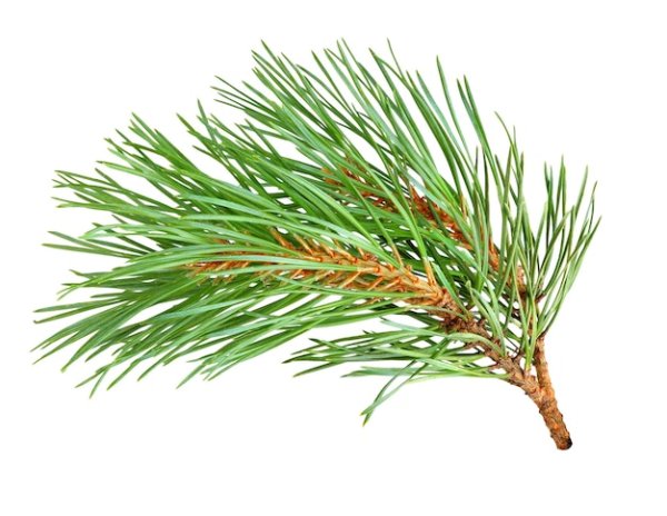 Сосна Кедровая листья