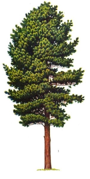 Сибирский кедр дерево рисунок