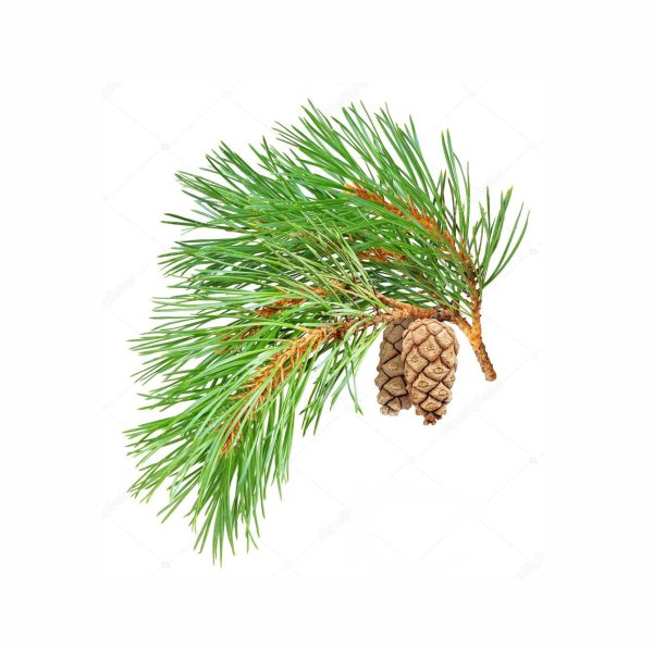 Веточка кедра