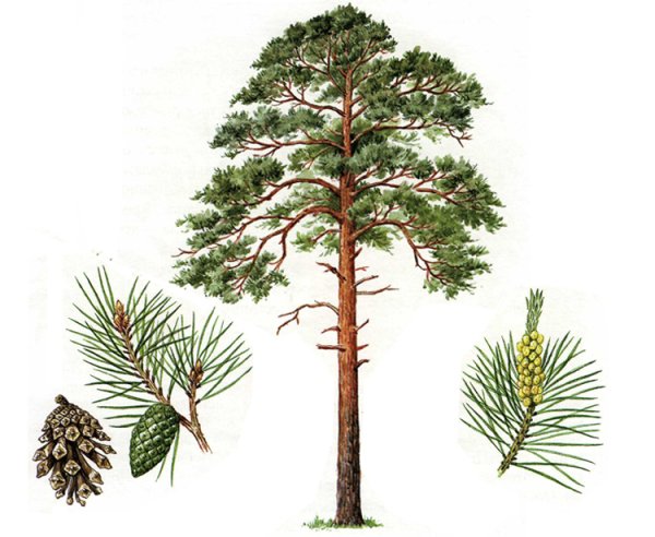 Анга́рская сосна́