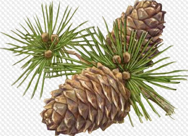 Веточка кедра